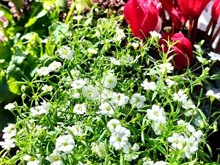 コーナンの寄せ植えイベント