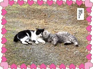イチャイチャしてるよ 😻