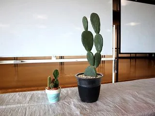 やと子ども美術教室 ～ 陽気なサボテンの…
