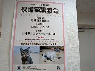 島忠ホームズ中野本店様で猫の譲渡会