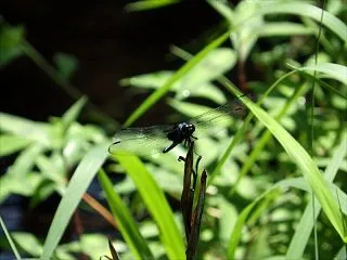 久々に昔のカメラで朝散歩、の巻