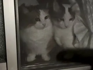 花火大会の一発目が「よ〜いドン」で猛ダッ…