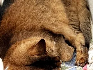 病院デー