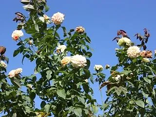 神代植物公園（１）秋バラ