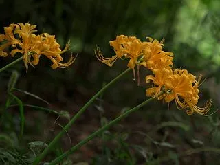 Spider Lily at Park(…