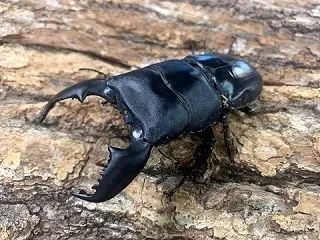 スマトラヒラタ
