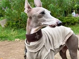 リアムと代々木公園へ朝んぽ