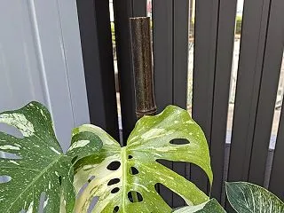 観葉植物の記録ノート🌿｜モンステラ・タイ…