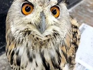 みんなとお話し🦉🎶✨