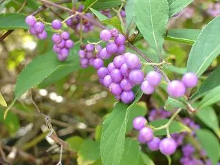 神無月 10月18日の誕生日の花と花言葉