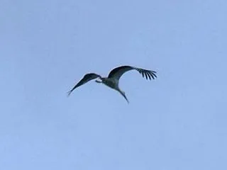 秋高し空に浮きたるコウノトリ／秋高し浮き…