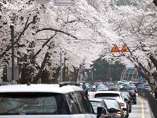 韓国の桜名所と開花時期を徹底解説!エリア…