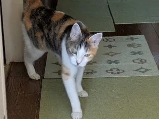 中耳炎の治療終了
