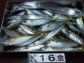 そして嬉しいサバが来た！サビキ釣りで秋サ…