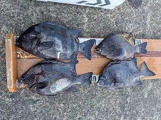 石物の皮