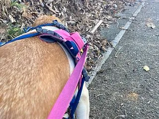 標高2000m級