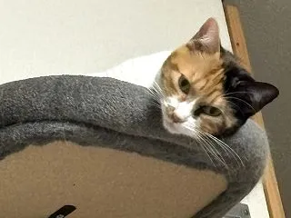 どうしたら毎日続けられるのかな。