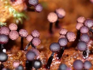 ムラサキアミホコリ（Cribraria …
