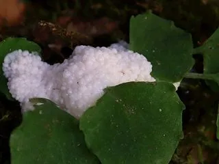 ブレフェルトホコリ（Brefeldia …