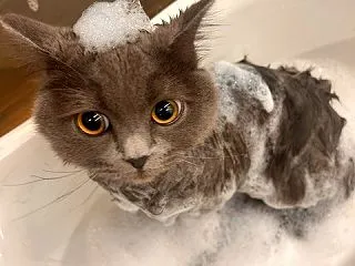 猫ちゃん記録 猫ちゃん記録 おおむね20…