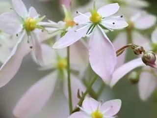 大文字草(ダイモンジソウ)