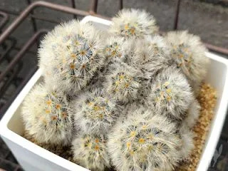 ピヨピヨカルメナエ