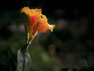 秋