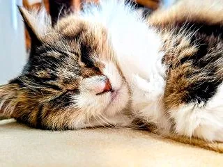 夢の中で走ってる！？ とモラタメ「ユッケ…
