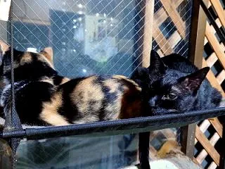 【母娘でWカメラ目線♪】 2026 猫団…