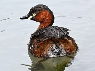多摩川のカイツブリ カイツブリ 028