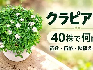クラピアK7の苗は何株必要？40株の面積…