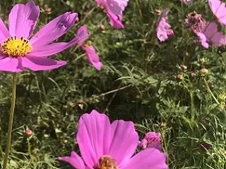 【日記】本当につまらない日記 2026/…