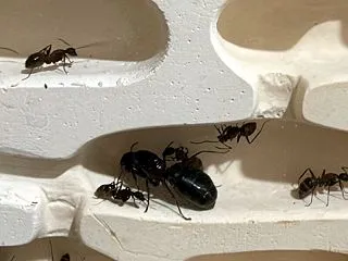 脱走したアリ5匹、石膏巣へ勝手に引っ越し