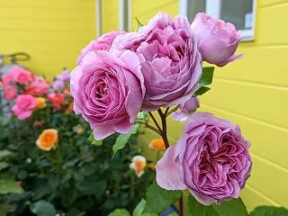 薔薇に捧げる祈り - A Prayer …