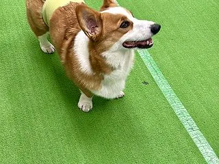 ダンスの発表まであと二ヶ月！