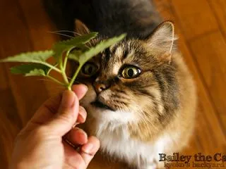 フレッシュなキャットニップ！
