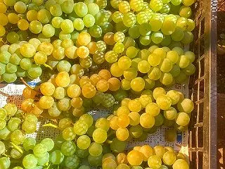 ついに氷点下 限界ぶどうの収穫