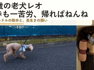 16歳の老犬レオの散歩｜一歩ずつゆっくり…