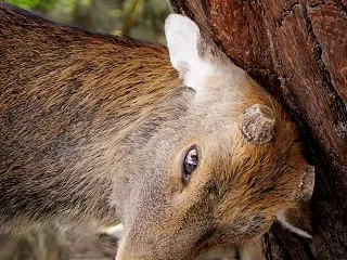 木に頭をスリスリする雄鹿