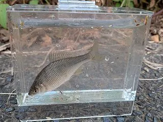 最後の最後で釣れたが！？
