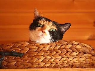 「コムギコカナニカダ」