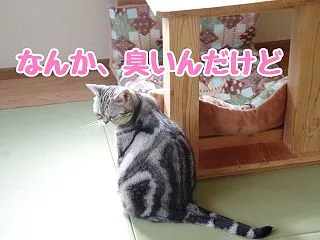 カメムシ騒動