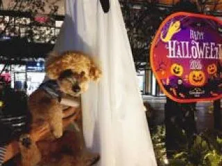 お化けの季節🎃