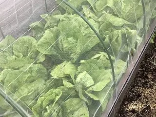 今年の葉野菜