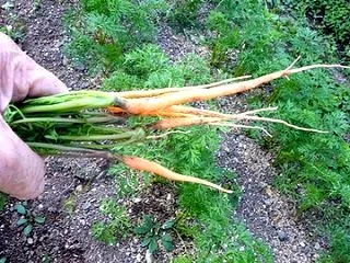 ニンジンの間引きと昨日に引き続き除草作業