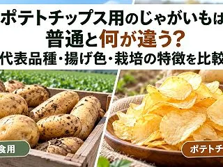 ポテトチップス用のじゃがいもは何が違う？…