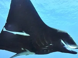 ブラックマンタ 降臨✨️
