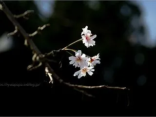 秋の桜
