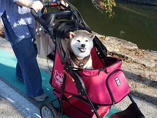 朝市とモリンガ