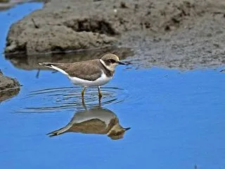 コチドリ水浴び